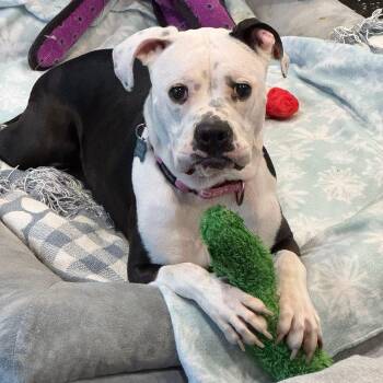 Dottie -  American Bulldog and Pit Bull Terrier Dog for Adoption in Hughesville, Maryland - Dottie | PetCurious