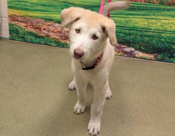 Rescue Siberian Husky and Mixed Breed Dogs for Adoption in Moreno Valley, California - A545682 | PetCurious