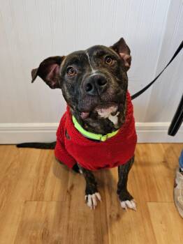 Pit Bull Terrier and Boxer Dogs Available for Adoption in Cedar Rapids, Iowa - Timmy | PetCurious