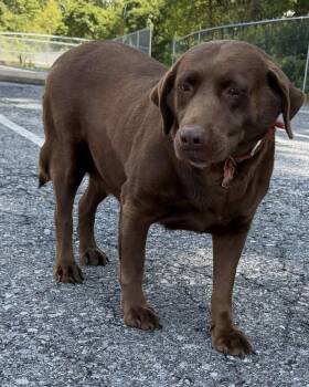 Shyla -  Chocolate Labrador Retriever Dog for Adoption in Kutztown, Pennsylvania - Shyla | PetCurious