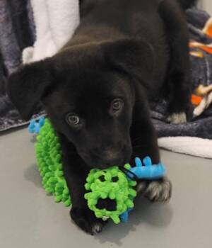 Axel -  Australian Shepherd Dog for Adoption in Greenville, Illinois - Axel | PetCurious