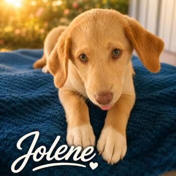 Jolene -  Labrador Retriever and Mixed Breed Dog for Adoption in Wadena, Minnesota - Jolene | PetCurious