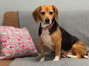 Arwen -  Beagle Dog for Adoption in Chambersburg, Pennsylvania - Arwen | PetCurious