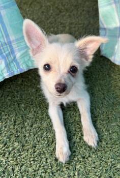 Mater -  Chihuahua Dog for Adoption in Santa Clarita, California - Mater | PetCurious