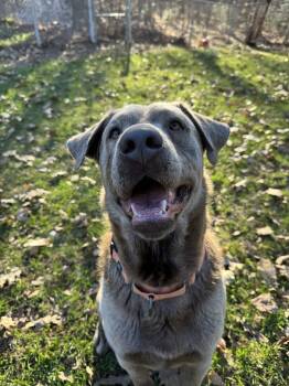Jacky -  Labrador Retriever Dog Available for Adoption in Houghton, Michigan - Jacky | PetCurious