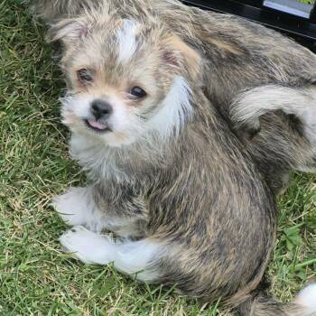 Sadie -  Chihuahua Dog for Adoption in Edgewood, Kentucky - Sadie | PetCurious