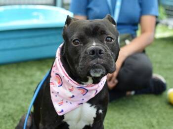 Xola -  Mixed Breed Dog for Adoption - Xola | PetCurious