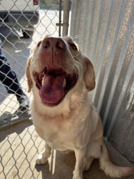Opie -  Golden Retriever Dog for Adoption in Cibolo, Texas - Opie | PetCurious