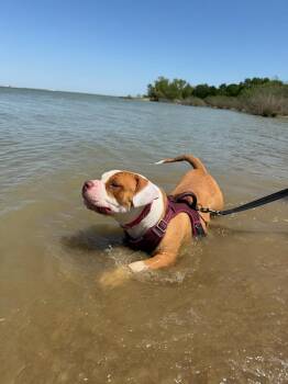 Rescue Mixed Breed and Pit Bull Terrier Dogs for Adoption in Scroggins, Texas - Irie | PetCurious