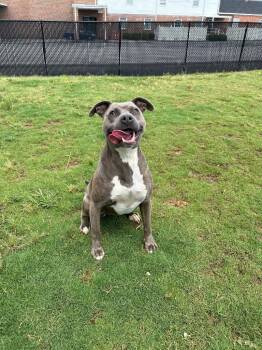 Pit Bull Terrier Dogs Available for Adoption in Chattanooga, Tennessee - Koda | PetCurious