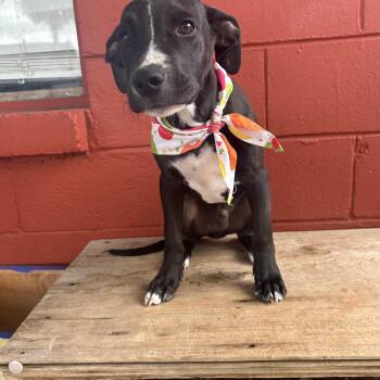Black Labrador Retriever and Boxer Dogs Available for Adoption in Pensacola, Florida - Slick | PetCurious