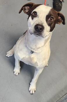 Rescue Pit Bull Terrier Dogs for Adoption in Berea, Kentucky - Raptor | PetCurious