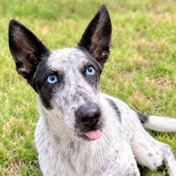 Ace -  Australian Cattle Dog Blue Heeler Dog for Adoption in Williston, Vermont - Ace | PetCurious