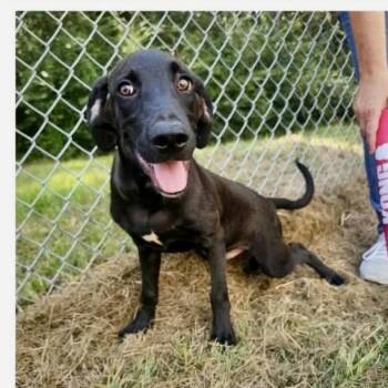 Al -  Black Labrador Retriever and Hound Dog for Adoption in New Orleans, Louisiana - Al | PetCurious