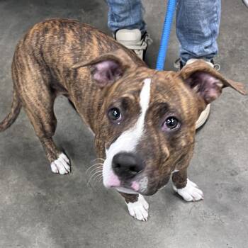 Buddy -  Terrier Dog for Adoption in Tampa, Florida - Buddy | PetCurious