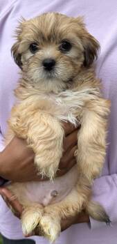 Rigatoni -  Shih Tzu Dog for Adoption in Beaverton, Oregon - Rigatoni | PetCurious