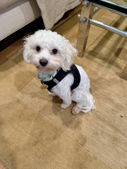 Rescue Maltipoo Dogs for Adoption in Rockville, Maryland - Gordon | PetCurious