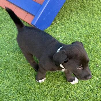 Border Collie and Shepherd Dogs Available for Adoption in Lakewood Ranch, Florida - Potato | PetCurious