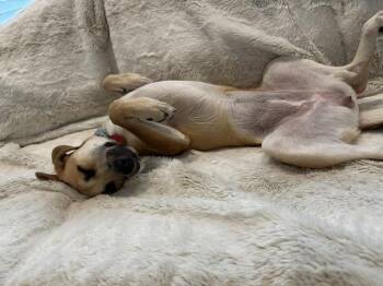 Ocean -  Chihuahua and Terrier Dog for Adoption in New York, New York - Ocean | PetCurious