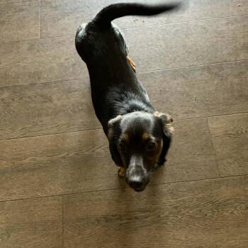 Stella -  Dachshund and Mixed Breed Dog Available for Adoption in Cleveland, Tennessee - Stella | PetCurious