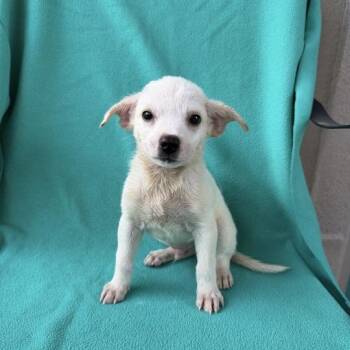 Bugs Bunny -  Terrier and Mixed Breed Dog for Adoption in Carencro, Louisiana - Bugs Bunny | PetCurious