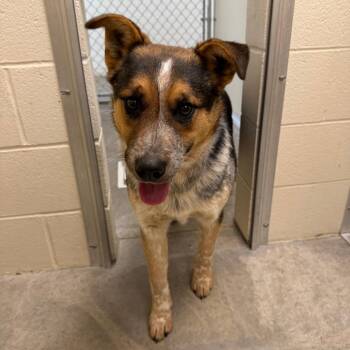 Australian Cattle Dog Blue Heeler and Border Collie Dogs Available for Adoption - Larry | PetCurious