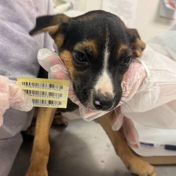 Stephanie -  Mixed Breed Dog for Adoption in Charleston, West Virginia - Stephanie | PetCurious