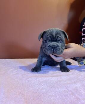 Pumpkin -  French Bulldog Dog for Sale in Albany, Georgia - Pumpkin | PetCurious