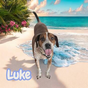Hound Dogs Available for Adoption - Luke | PetCurious