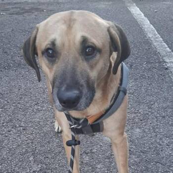 Anatolian Shepherd and Black Mouth Cur Dogs Available for Adoption - Trooper | PetCurious