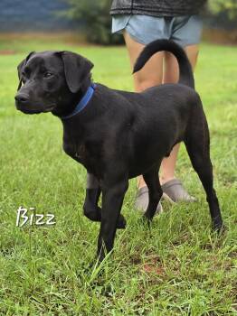 Bizz -  Labrador Retriever Dog for Adoption in Watkinsville, Georgia - Bizz | PetCurious