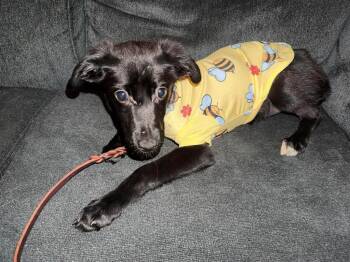 June Berry -  Labrador Retriever Dog for Adoption in Cloquet, Minnesota - June Berry | PetCurious