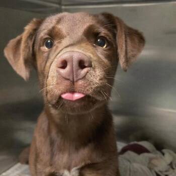 Australian Shepherd Dogs Available for Adoption - Heath | PetCurious