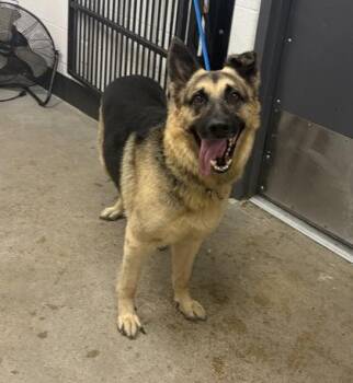 Dawson -  German Shepherd Dog Dog for Adoption in Cleveland, Ohio - Dawson | PetCurious