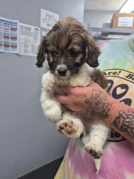 Sam -  Terrier and Poodle Dog for Adoption in Morristown, Tennessee - Sam | PetCurious