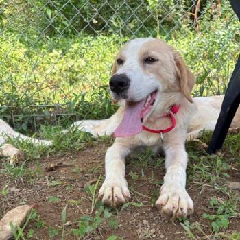 ALPHARETTA - Bode2 -  Golden Retriever Dog for Adoption in Blairsville, Georgia - ALPHARETTA - Bode2 | PetCurious