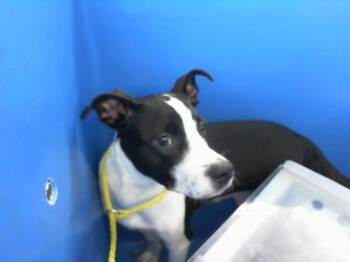 Rescue Mixed Breed Dogs for Adoption in Dallas, Texas - LEIA | PetCurious