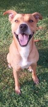 Rescue Mixed Breed Dogs for Adoption in Louisville, Ohio - LELO | PetCurious