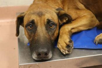 Rescue Mixed Breed Dogs for Adoption in Columbia, South Carolina - GINGER | PetCurious