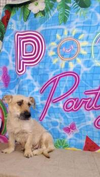 Dorothy -  Mixed Breed Dog for Adoption in Medfield, Massachusetts - Dorothy | PetCurious