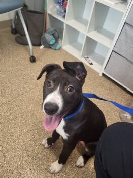 Rescue Labrador Retriever and Mixed Breed Dogs for Adoption in Albuquerque, New Mexico - ROSE | PetCurious