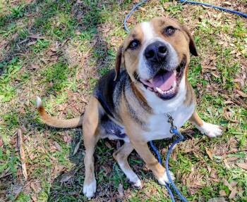 Hound Dogs Available for Adoption in Wantagh, New York - Enzo | PetCurious