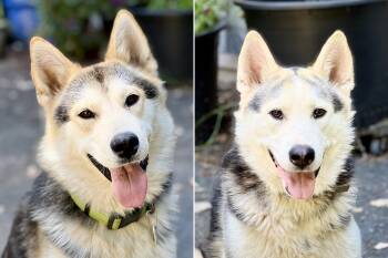 Sonny & Buddy -  Husky Dog Available for Adoption - Sonny & Buddy | PetCurious