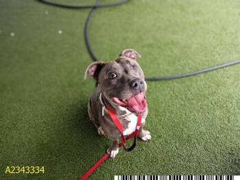 LONI -  Mixed Breed Dog for Adoption in West Palm Beach, Florida - LONI | PetCurious