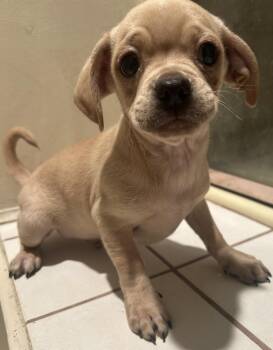 Rescue Chihuahua Dogs for Adoption in El Cajon, California - 4 CHIHUAHUA MIX PUPPIES | PetCurious