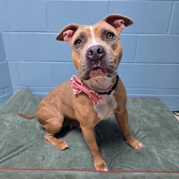Daisy -  Mixed Breed Dog for Adoption in Windsor, Virginia - Daisy | PetCurious