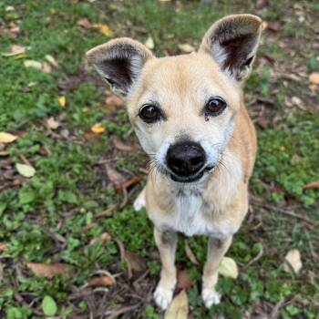Chihuahua Dogs Available for Adoption - Ralph | PetCurious