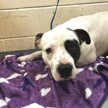 Mixed Breed Dogs Available for Adoption - Harrison | PetCurious