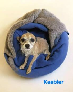 Rescue Chihuahua Dogs for Adoption in Eloise, Florida - Keebler | PetCurious