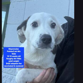 Mayonnaise -  Pointer and Labrador Retriever Dog for Adoption in Oviedo, Florida - Mayonnaise | PetCurious